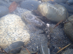 Cottus aturi