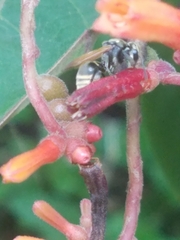 Brachygastra mellifica