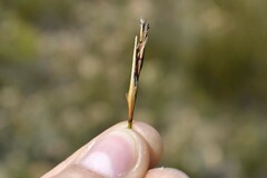 Schoenus pseudoloreus