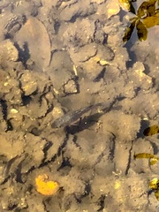 Cyprinodon variegatus