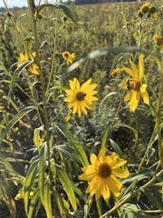 Silphium terebinthinaceum