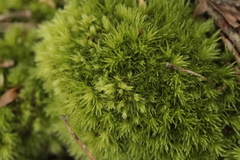 Amblystegium serpens