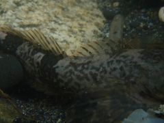 Cottus aturi