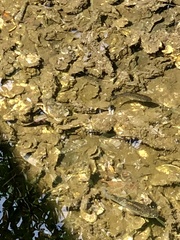 Cyprinodon variegatus