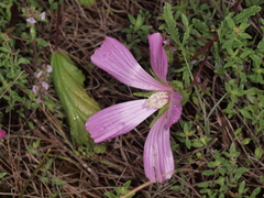 Malope malacoides
