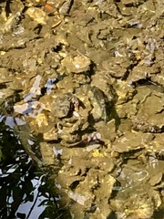 Cyprinodon variegatus