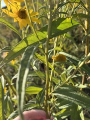 Silphium terebinthinaceum