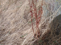 Rumex patientia