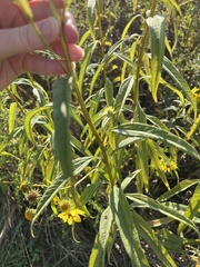 Silphium terebinthinaceum