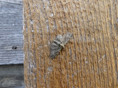 Pasiphila rectangulata