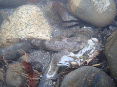 Cottus aturi
