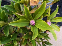 Rhododendron canadense