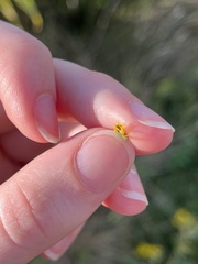Silphium terebinthinaceum