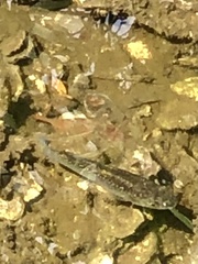 Cyprinodon variegatus