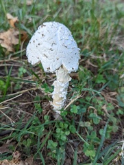 Saproamanita