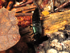 Philonthus caeruleipennis