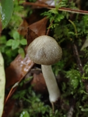 Entoloma