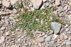 Euphorbia albomarginata