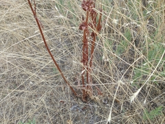 Rumex patientia