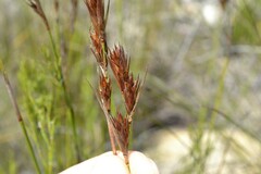 Thamnochortus guthrieae