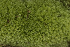 Leucobryum