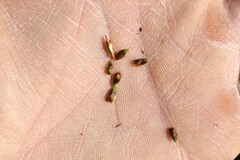 Thamnochortus guthrieae