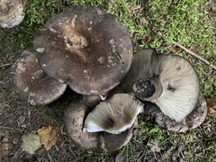 Russula dissimulans