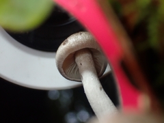 Entoloma