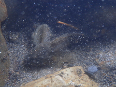 Cottus aturi