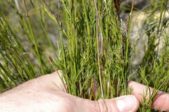 Thamnochortus guthrieae