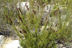 Thamnochortus guthrieae