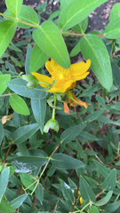 Hypericum