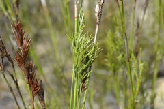 Thamnochortus guthrieae