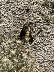 Papilio polyxenes rudkini