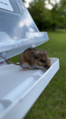 Peromyscus