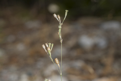 Silene echinospermoides