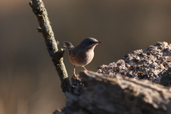 Curruca iberiae