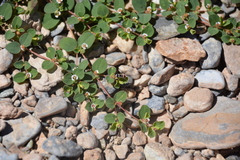 Euphorbia albomarginata