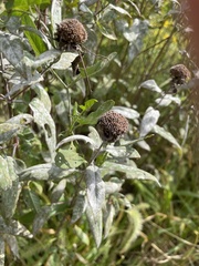 Monarda fistulosa