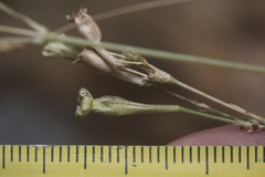 Silene echinospermoides