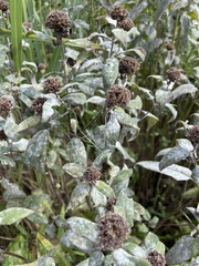 Monarda fistulosa