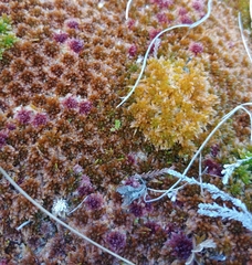 Sphagnum beothuk