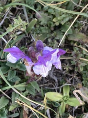 Scutellaria alpina
