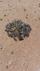 Euphorbia copiapina