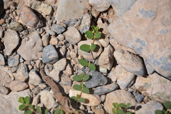 Euphorbia albomarginata