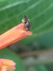 Nannotrigona perilampoides