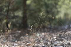 Silene echinospermoides