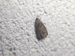 Olethreutes furfuranum