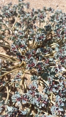 Euphorbia copiapina