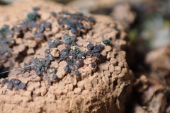 Tubifera